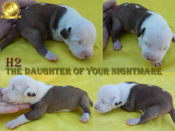 The Daughter Of your Nightmare NW | American Pit Bull Terrier 