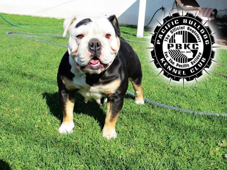 Poppa’s Chloe | Olde English Bulldogge 