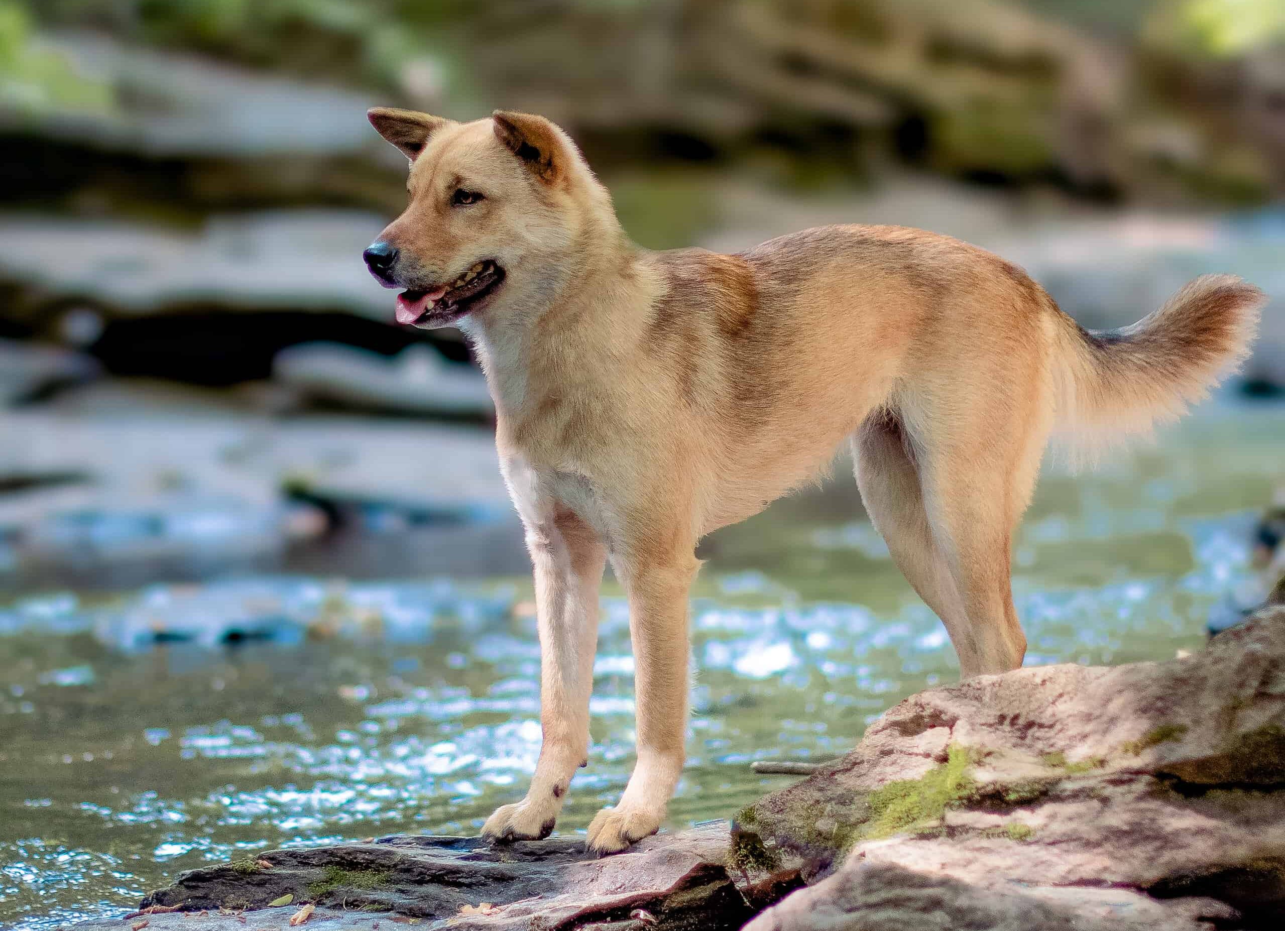 Jindo