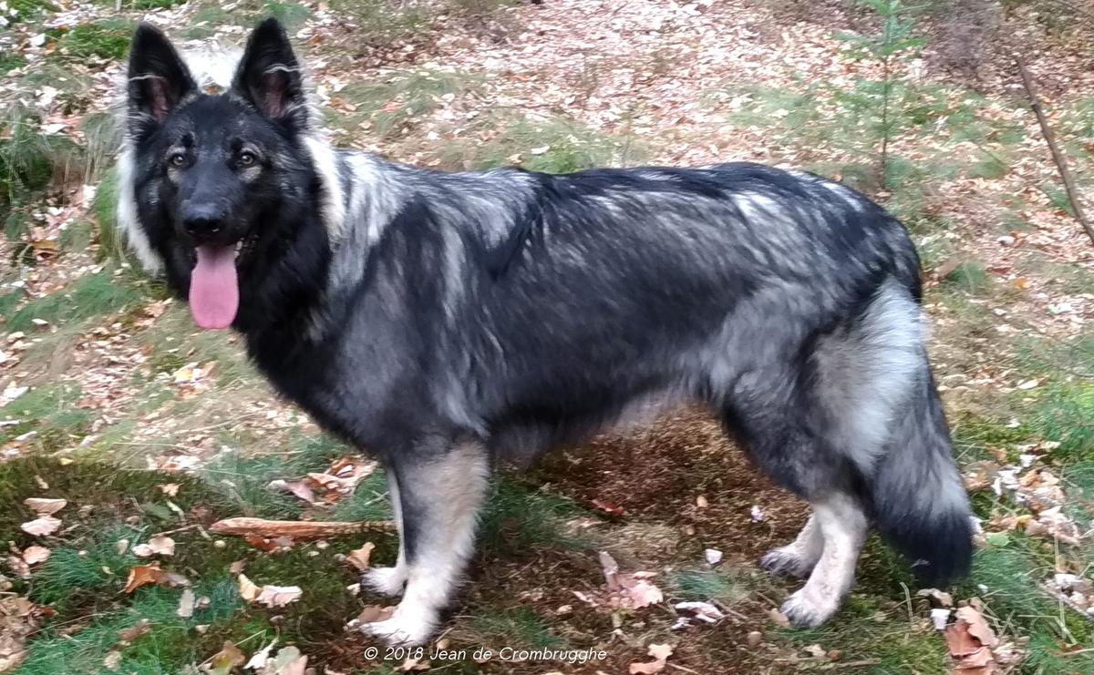 O'Nyasa de la Meute des P'tits Princes | German Shepherd Dog 
