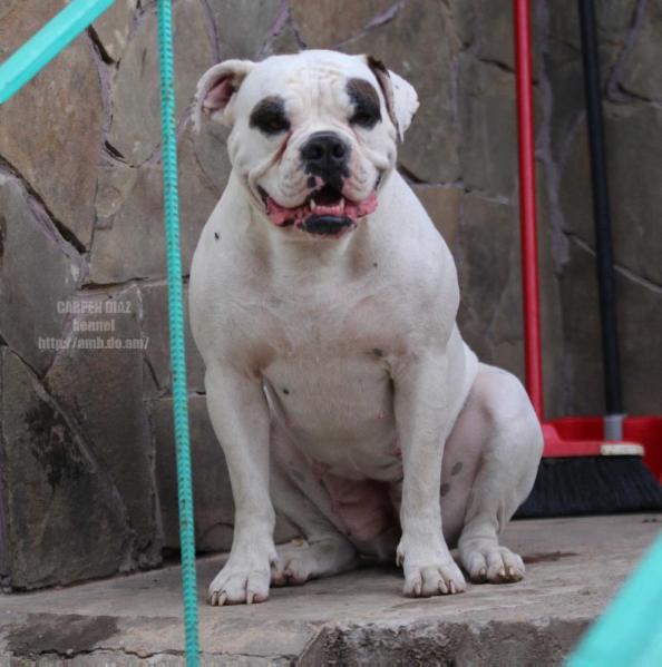 Carpen Diaz Ultra | American Bulldog 