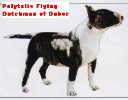 Polytelis Flying Dutchman of Dubor | Bull Terrier 