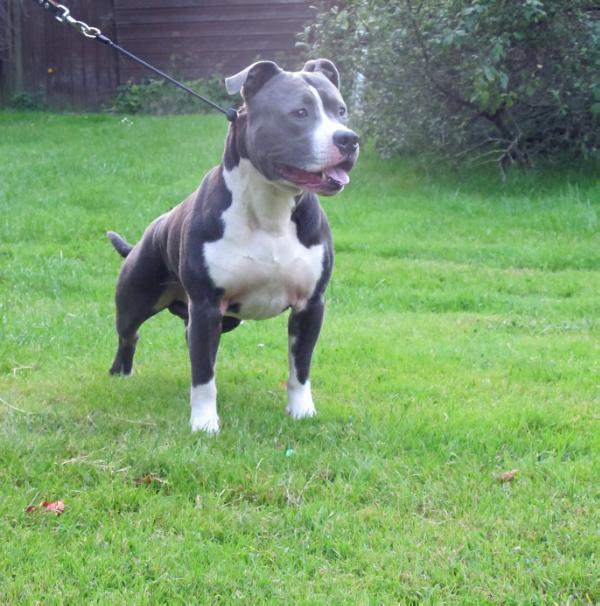 Laduse'S mister barbosa | American Staffordshire Terrier 