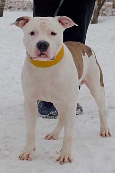 Flaming Wings Ice Feelings | American Staffordshire Terrier 