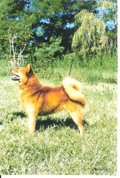 VEKKU LOI. 99/133436 | Finnish Spitz 