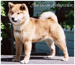 San Jo In Living Color | Shiba Inu 