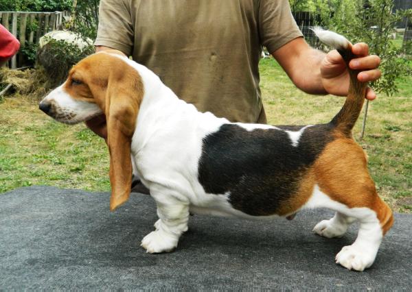 QUANTAS-NAPOCA ILAN | Basset Hound 