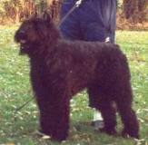 Saphire de la Saulaie Maraiche | Bouvier des Flandres 