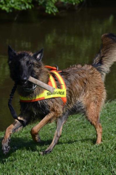 Nala Von Stahlrosenhof | Belgian Tervuren 