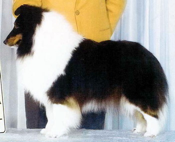 TR´s All That Jazz | Shetland Sheepdog 