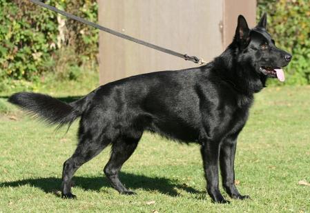 Brando vom Nordsturm | German Shepherd Dog 