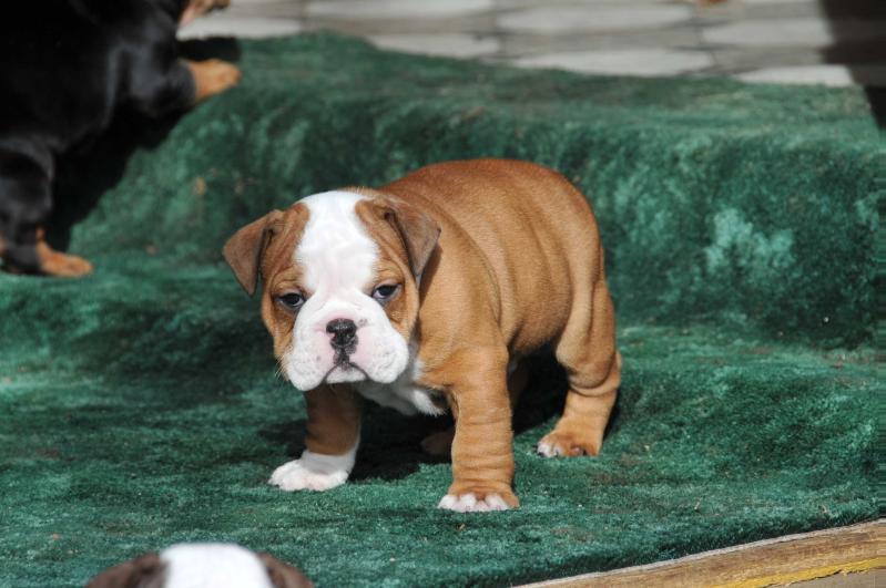 Pelto's Gunner | Olde English Bulldogge 