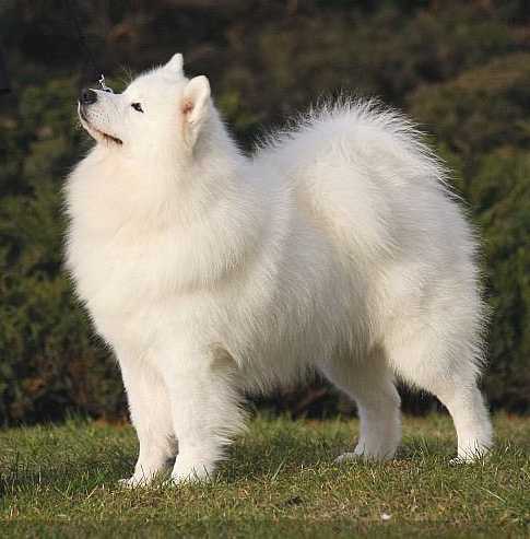 Cabaka's Lexie Of Punjab | Samoyed 