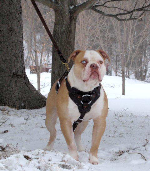 TBZ Mr McNasty | Olde English Bulldogge 