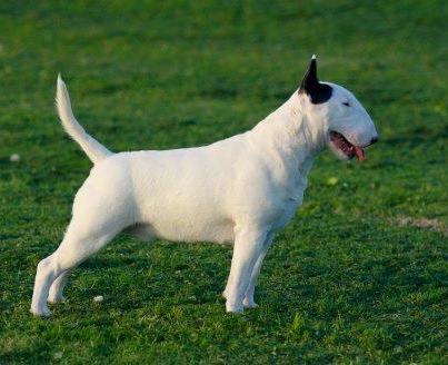 Taylajay Dream A Lie At Megaville | Bull Terrier 