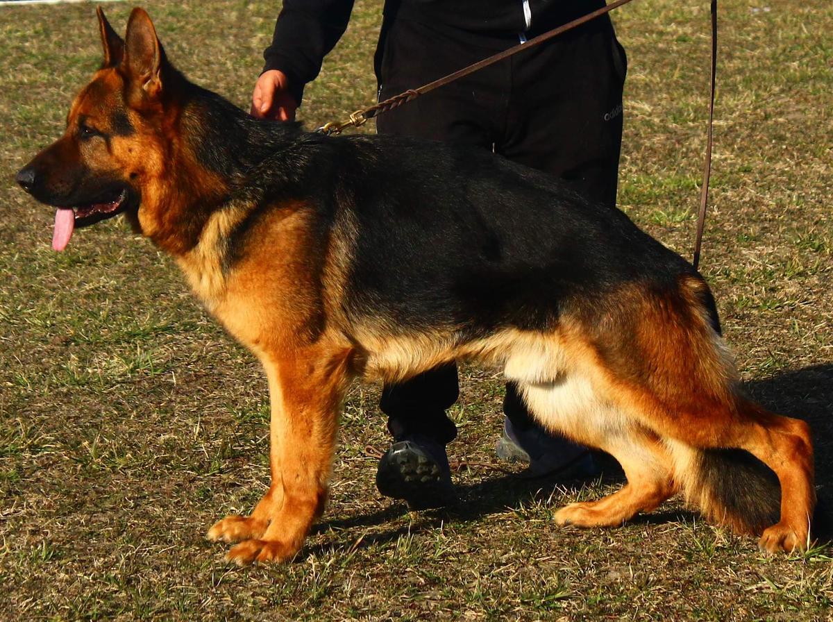 Dark vom Amagon | German Shepherd Dog 