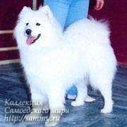 Snezhnoe Tango Eseniya | Samoyed 