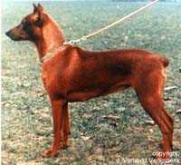 Agrett's DESIREE | German Pinscher 