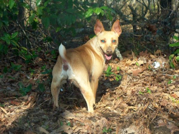 JnG's Golden Sunrise | Rat Terrier 