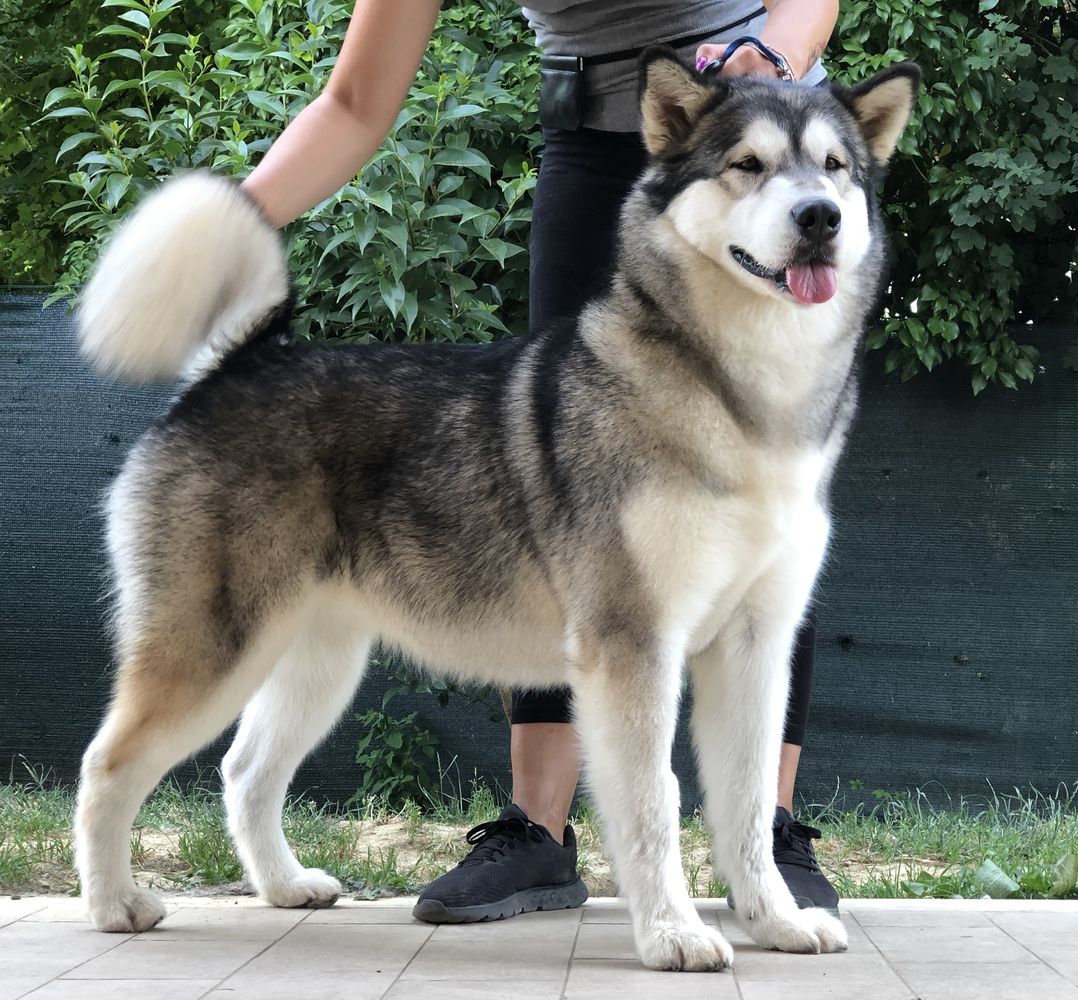 Paha Sapa Mals Tikaani | Alaskan Malamute 