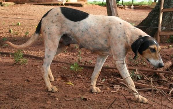 Pantera olhos dagua da serra da canastra | Rastreador Brasileiro 