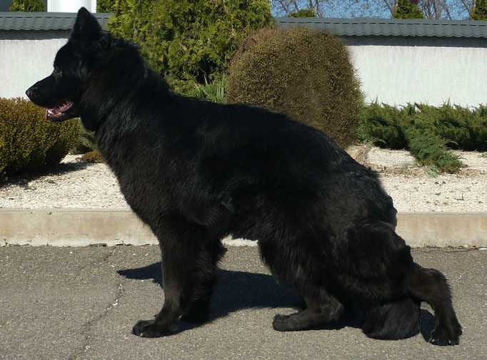 Don Kayros Olimpiada | German Shepherd Dog 