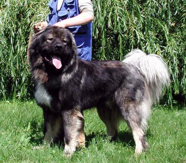 Talyan iz Legendy Kavkaza | Caucasian Mountain Dog 