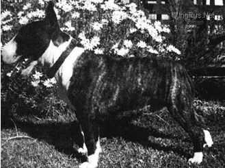 Amatol Fireball | Miniature Bull Terrier 