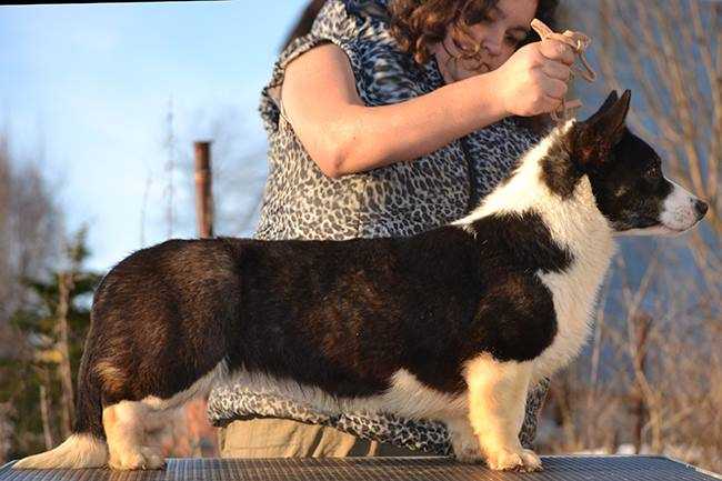 APRIORI VIP UNO DI TUTTI | Cardigan Welsh Corgi 