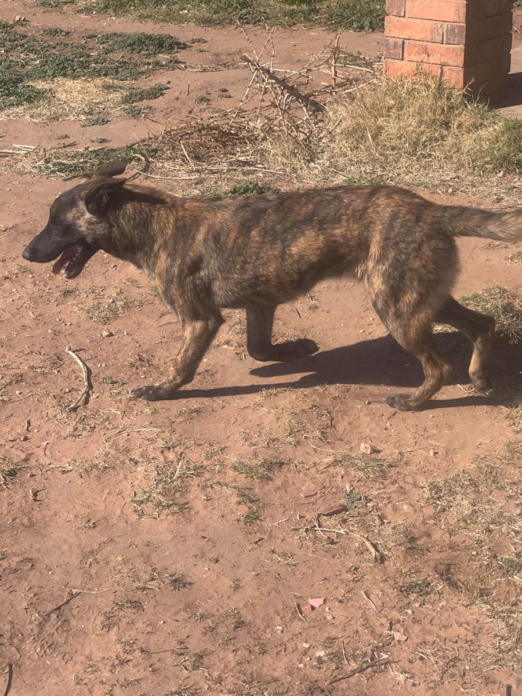 LF Khali | Dutch Shepherd 