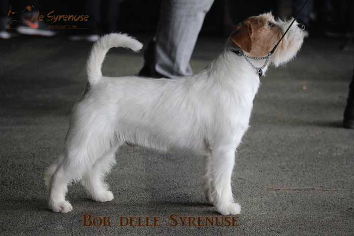 Bob Syrenuse | Jack Russell Terrier 