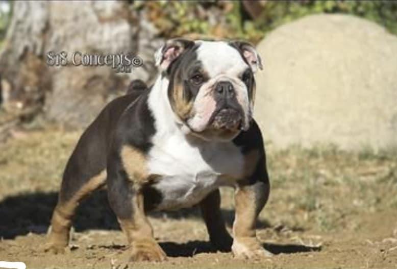 Simply Elegant Mighty Bing | Olde English Bulldogge 