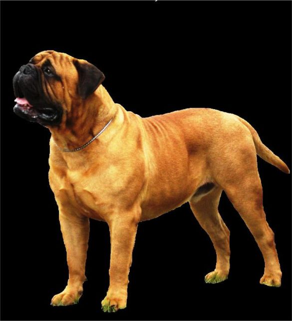 MASSIVEBULL FRON SUE´S RED BULLS | Bullmastiff 