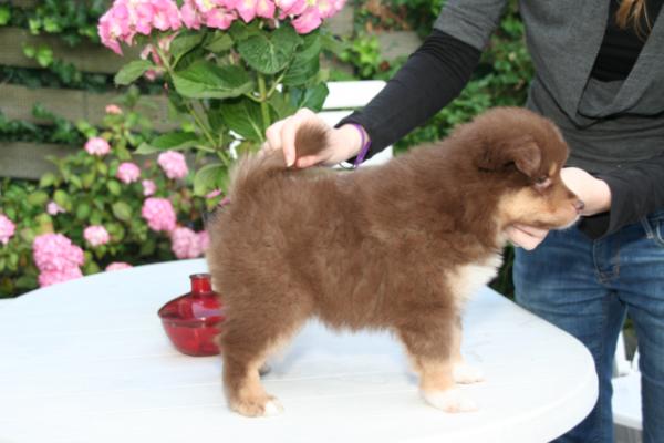 Anjuska | Finnish Lapphund 