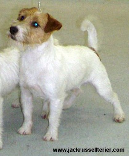 Suzan's Pride Delilah | Jack Russell Terrier 