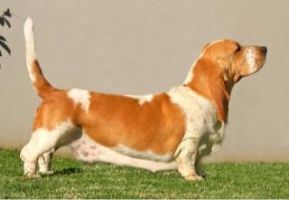 Lagen Gabija of Bassefied | Basset Hound 