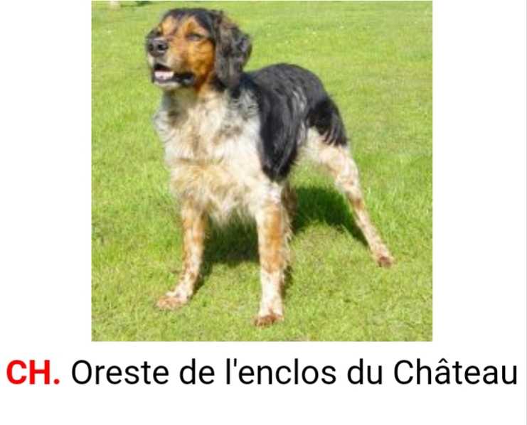ORESTE de l'Enclos du Chateau | Brittany 