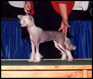 Woodlyns Chardonnay | Chinese Crested 