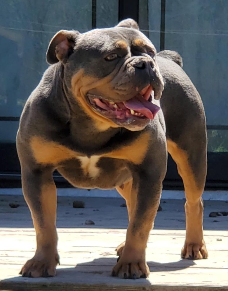 Showstopper's Malice | Olde English Bulldogge 