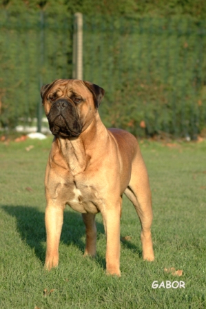 FERDHU ROSTAR | Bullmastiff 