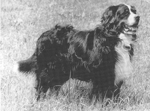 Gaston V Nesselacker | Bernese Mountain Dog 