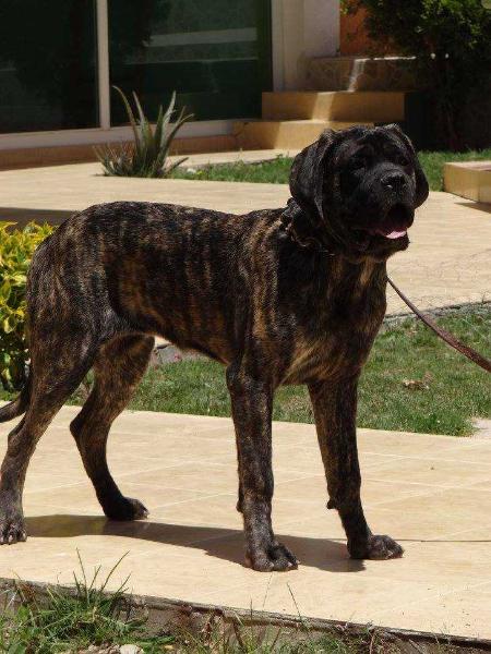 ROYAL SUNASHI (SANTIAGO) | Mastiff 