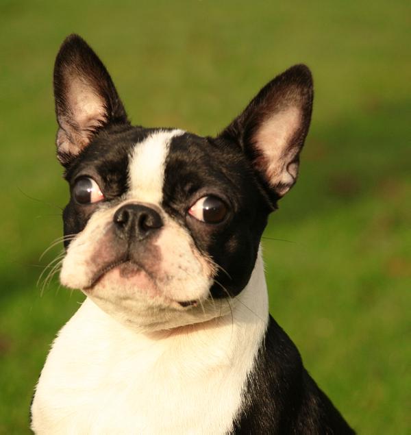 Ledven Princessa Lusia | Boston Terrier 