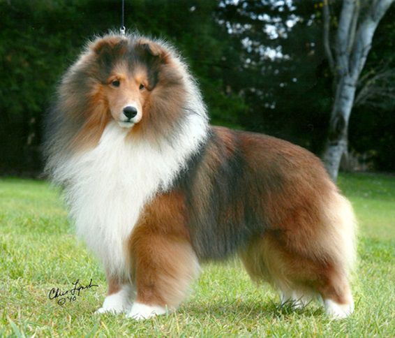 Paray's Cambridge | Shetland Sheepdog 