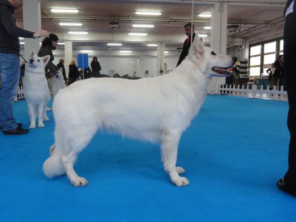 Mistyknights Hot Shot for White Knight | White Swiss Shepherd Dog 