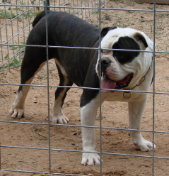 Apollo Sligh of Bodacious Bulldogges | Olde English Bulldogge 