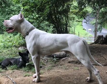 Mordor Mambo del Orthodox Blanco | Argentine Dogo 
