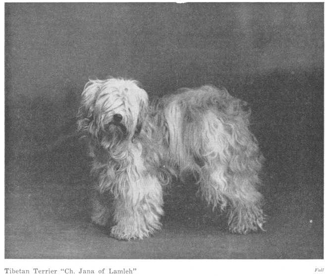 Jana of Lamleh | Tibetan Terrier 