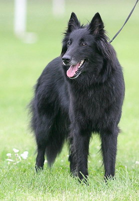 New Black Sib z Kovárny | Belgian Groenendael 