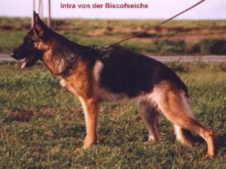 Intra von der Bischofseiche | German Shepherd Dog 